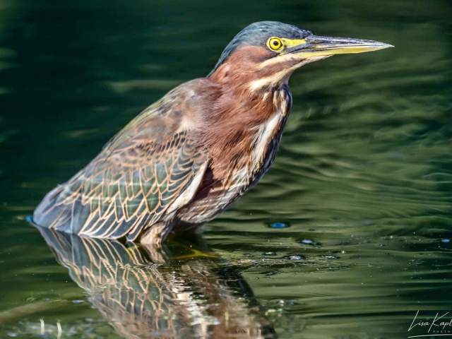prescott preserve bird