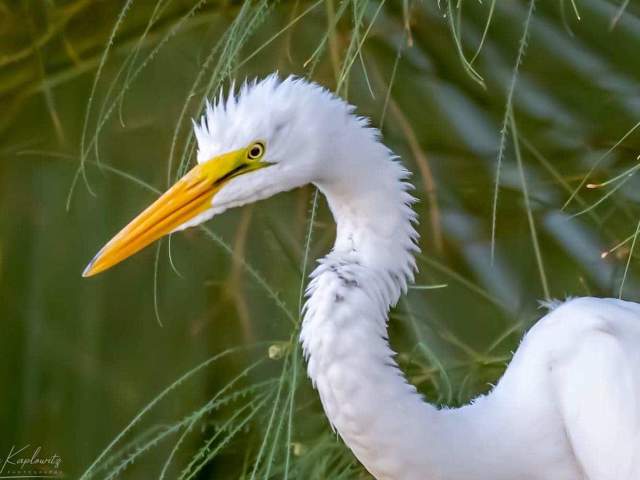 prescott preserve bird
