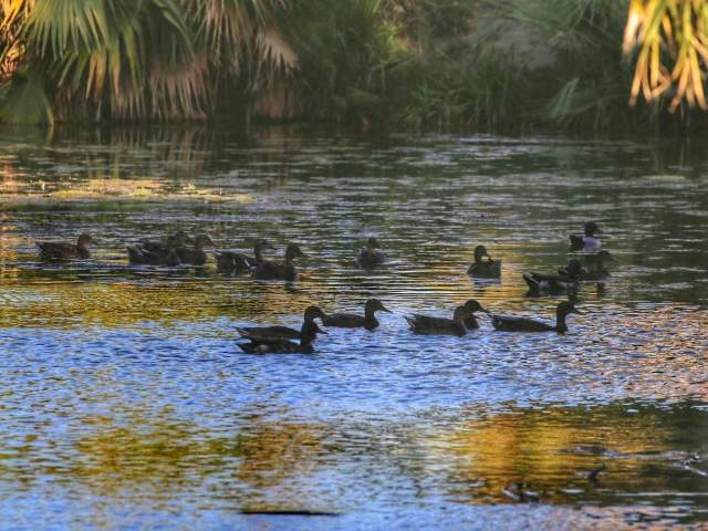 prescott preserve ducks