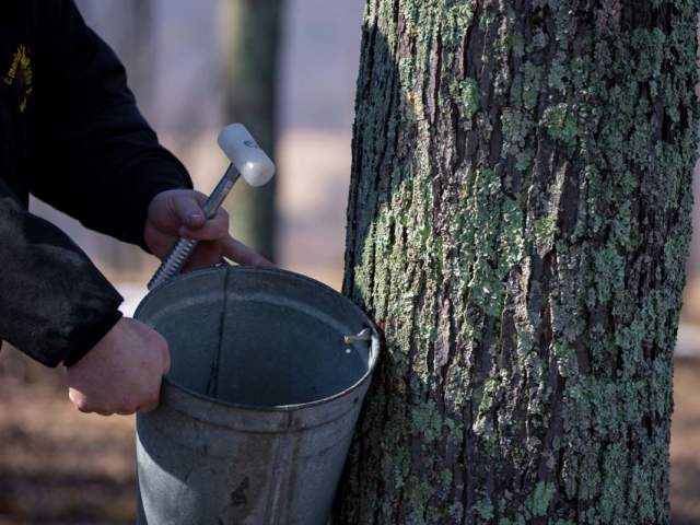 Person holding a hammer and putting a bucket up against a tree to tap maple out of it