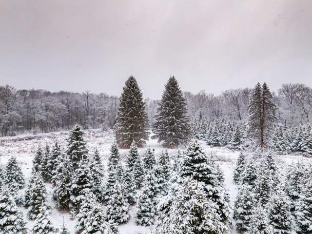 Pine trees on an open field covered in snow on a gloomy day