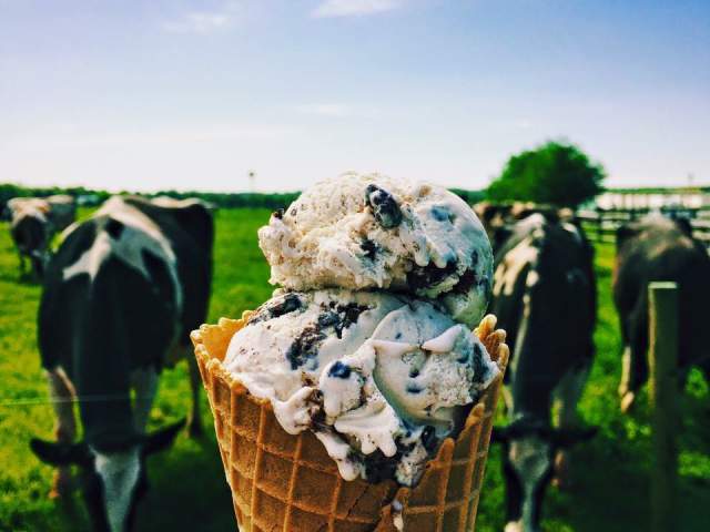 An ice cream cone being held up in front of a field of cows