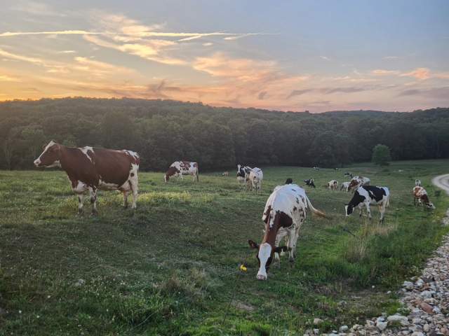 Cows grazing in the grass at Mitch-Hill Dairy Farm & Creamery