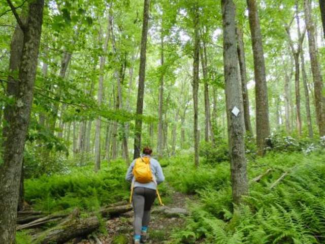 allegheny national forest