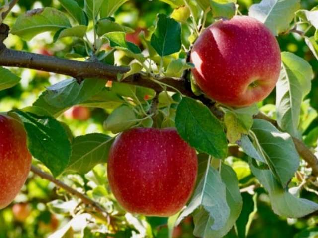 apple tree
