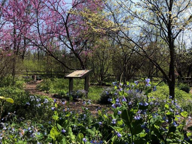 A lush garden with green shrubs and trees with purple flowers. A plaque stands in the middle of the garden