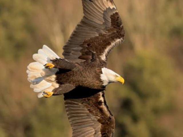 Eagle flying