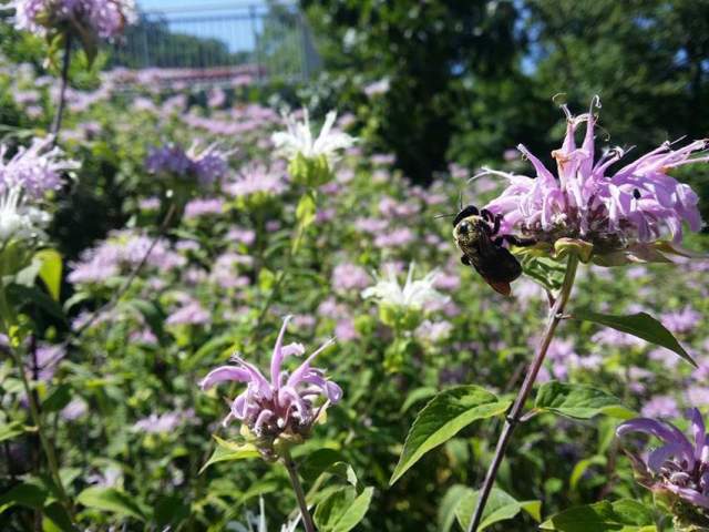 Purple flowers in a garden on a sunny day