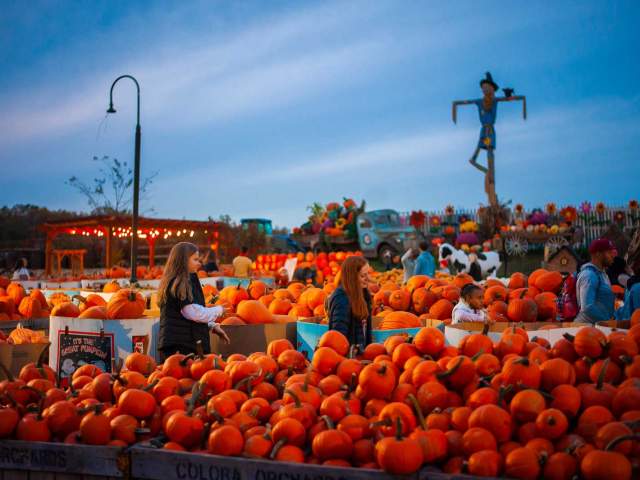 Pumpkin Patches