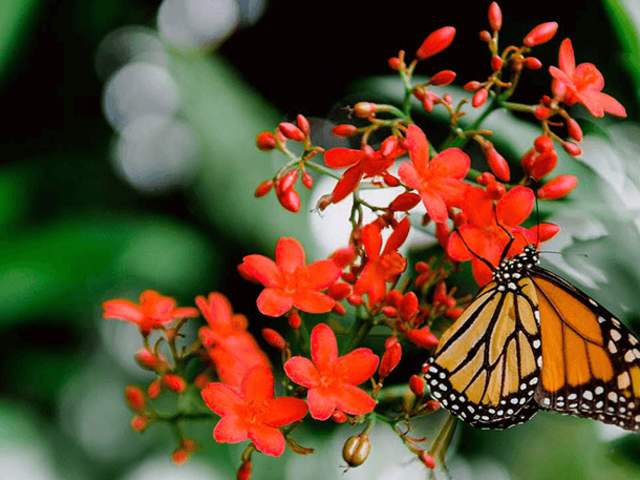 Butterfly at Erie Zoo and Botanical Garden