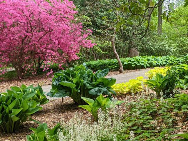 Green and pink plants lining a pathway in a garden