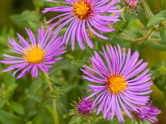 A purple daisy-like flower with a yellow center.