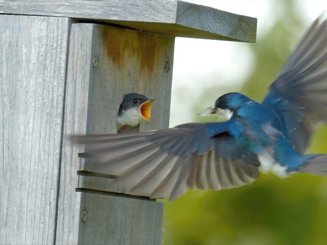 Bluebirds at Coffee Creek