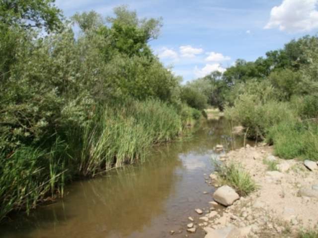 Watson Riparian Reserve