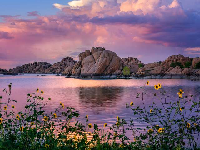 Wildflowers Willow Lake - Experience Prescott