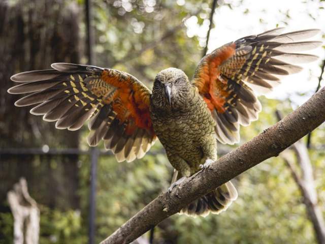 A striking photo of a kea in the Kiwi Park