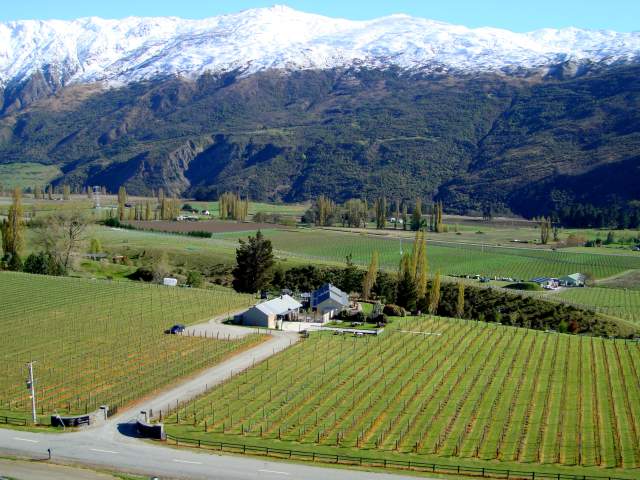 Brennan Wines and Otago Viticulture And Oenology