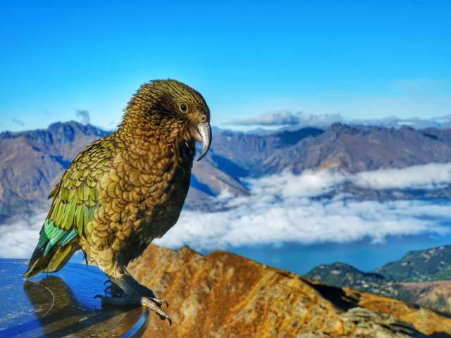 Kea bird sitting at the top of Ben Lomond looking out to mountains above the clouds