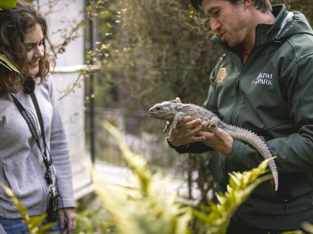 Tuatara at Kiwi Park Queenstown