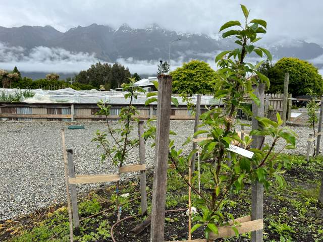 Some of the donated trees with the raised gardens in the background.