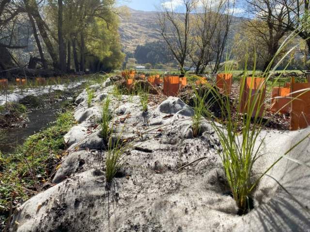 Planting completed upstream of Pukunui sediment trap.
