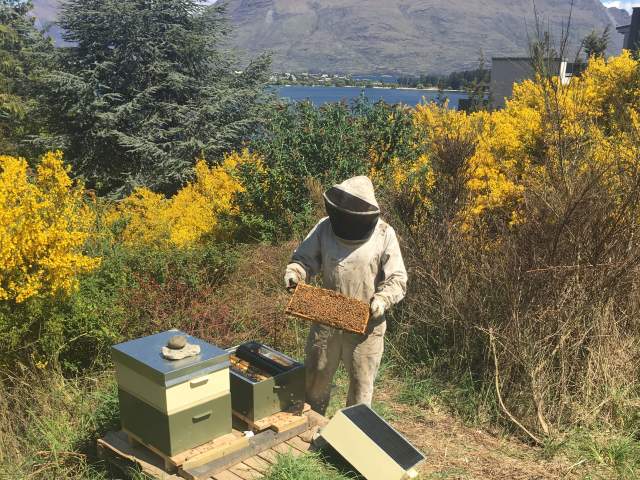 The Rees Queenstown beehives