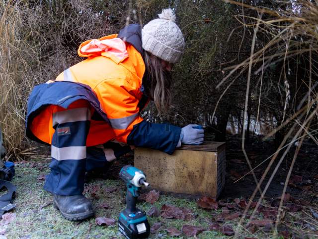 Predator trapping plays an important role in restoring Wai Whakaata Lake Hayes.