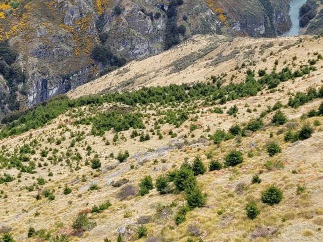 Mt Dewar wilding pines