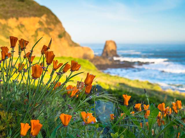 Orange_Poppy_Flowers_Roackaway_Beach_Pacifica_by_BradleyWittke_SanMateoCounty_SiliconValley