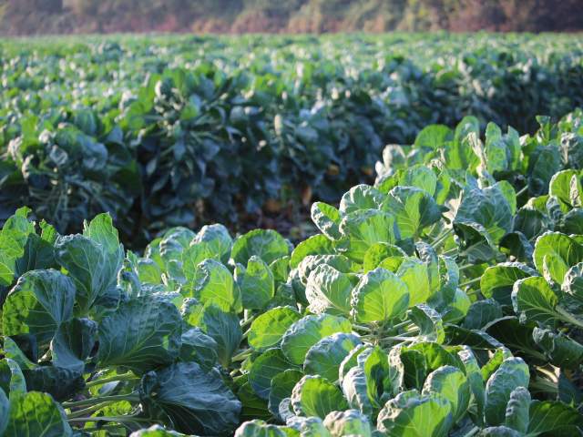 Brussels Sprouts Field