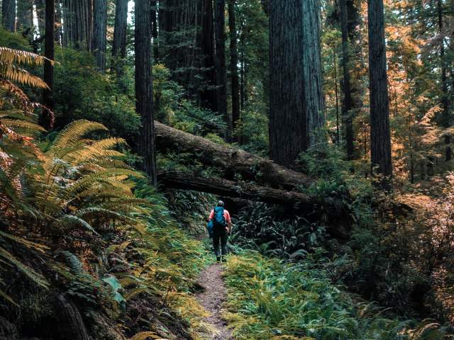 Hiker hiking on a trail surrounded by redwood trees