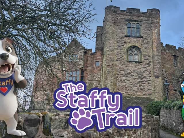 Spotlight on Staffy Trail in Tamworth