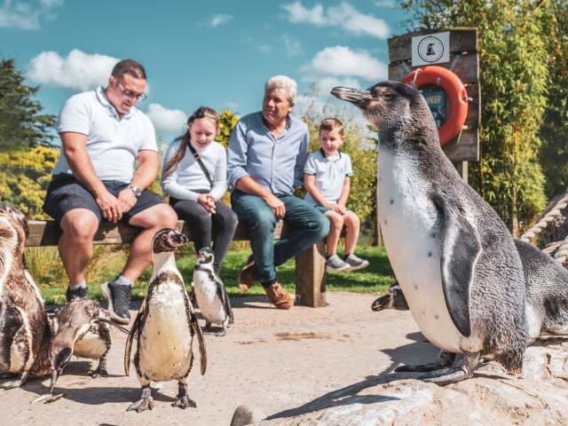 group of penguins with family on bench.jpeg