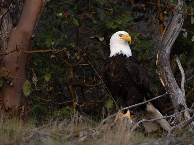 Bald Eagle