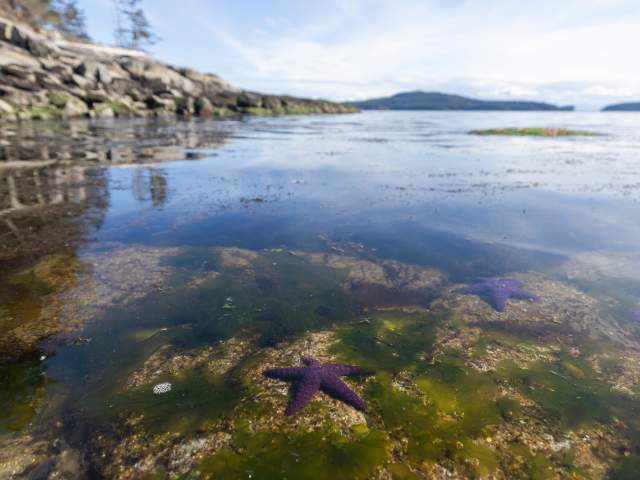 Purple Sea Stars