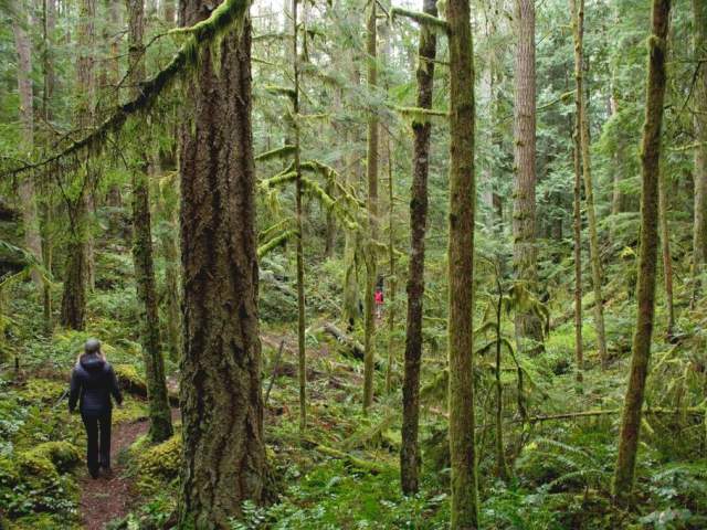 Homesite-CreekIMG_3132