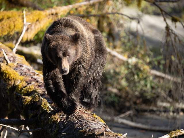 Grizzly Bear