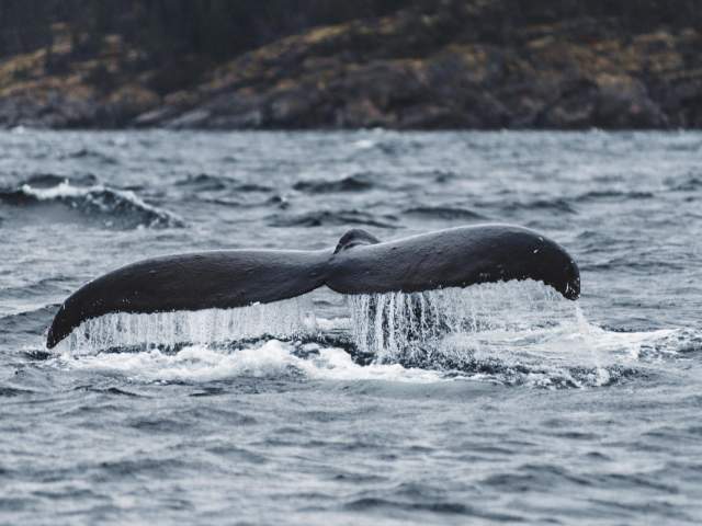 Humpback Whale