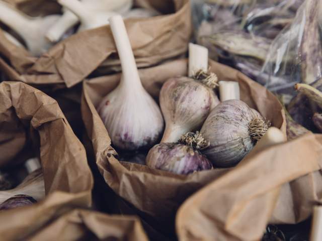 Garlic