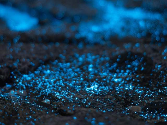 Bioluminescence
