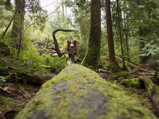 homesite-creek-dogIMG_3258