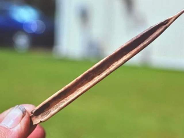 Bone weaving tools made from fish spines.