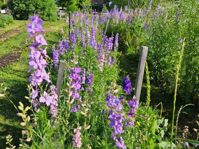 Spring Blooming flowers in rows at Blooming Meadows Farm