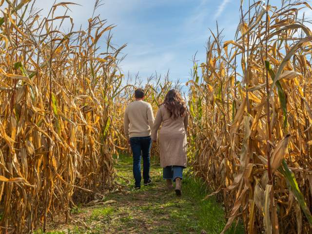Corn Maze at Northhill