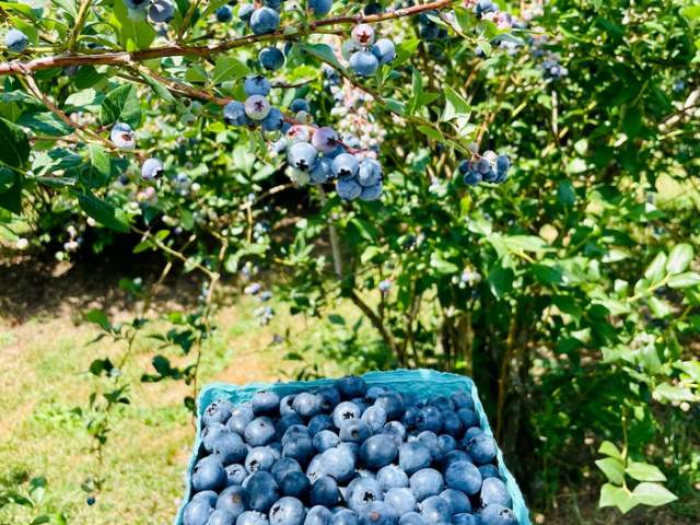Bridge Avenue Berries