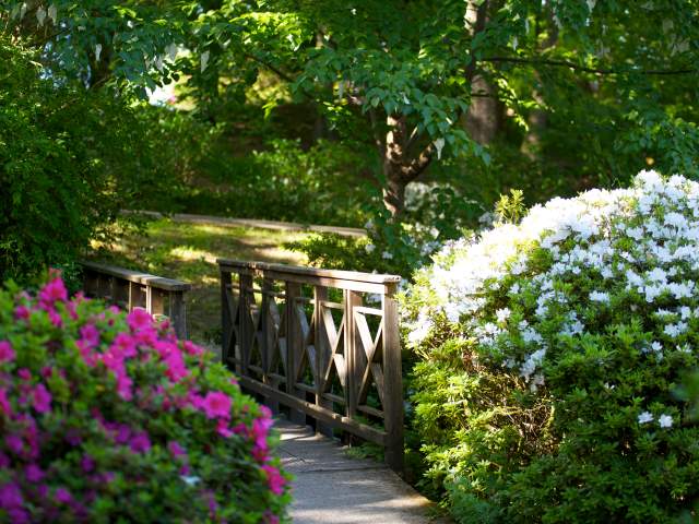 A bridge in Clyne Gardens