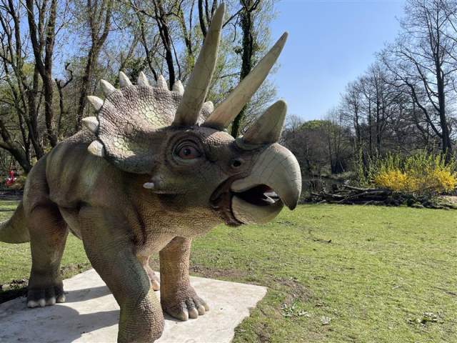 Triceratops