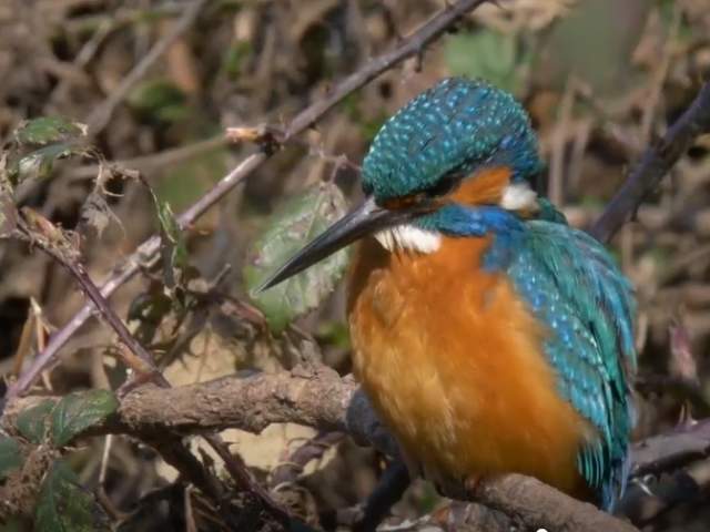 Iolo williams in Rural Swansea, Kingfisher bird