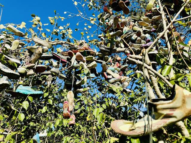 Shoe Tree close up