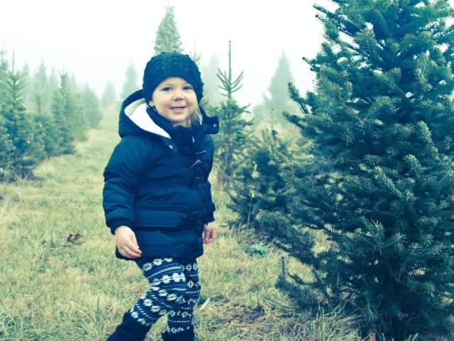 Christmas Tree Farm